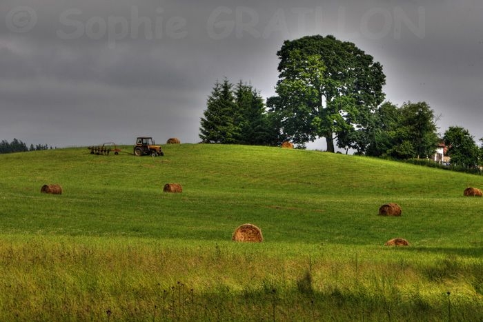 Paysage Pologne.jpg